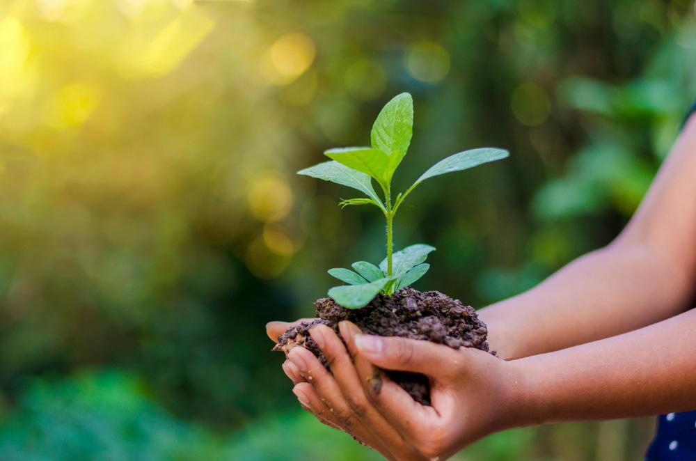 Initial Environmental Examination (IEE)